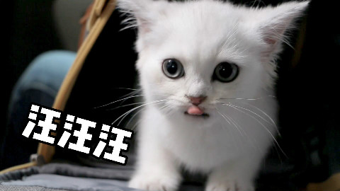 刚到家的小猫学狗叫,吓坏了女主人!假猫...绝对的假猫...